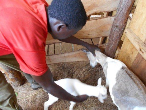 kabyaile goats nursing by Ponciani VP21